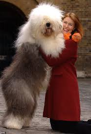 Although some people believe it has connections with the russian owtchar dog while others have said that it is better connected to the scottish bearded collie. Old English Sheepdog Breed In Danger Of Dying Out In Britain Canine Experts Warn Daily Mail Online