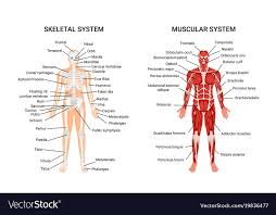 Human Muscular Skeletal Systems Poster