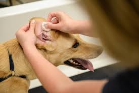 why dogs get swimmers ear and what you
