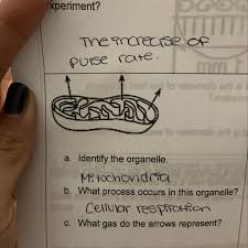 Cellular respiration is the process in which cells break down glucose, release the stored energy. A Identify The Organelle Mitochondria B What Process Occurs In This Organelle Cellular Brainly Com
