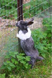 How To Keep Rabbits Out Of Your Garden
