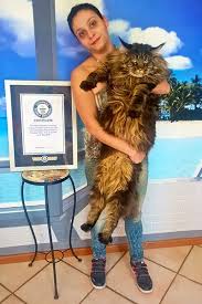 guinness world records