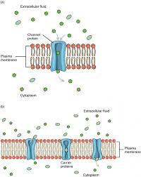 Membrane Transport Anatomy And Physiology
