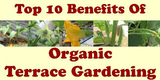 Benefits Of Organic Terrace Gardening
