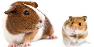 When Spring Comes Around, Do Guinea Pigs Shed Their Fur?