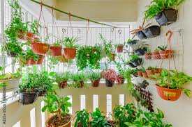 Herbs In The Hanging Pots At Balcony