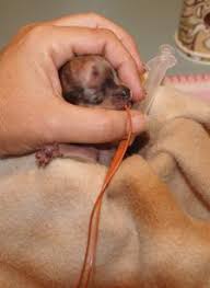 caring for cleft palate pups