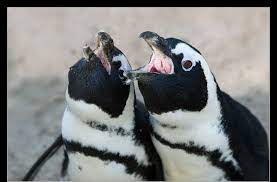 Emperor penguin trumpeting sound effect.mp3 download. Pinguins Info Penguin Information About Penguins Ethology Behaviour