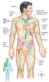 Lymphatic System Diagram Lymphatic System Reflexology Health
