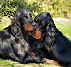 Originating in scotland and england in the 1600s, gordon setters hunted grouse . Wir Uber Uns Gordon Setter Zucht Vom Pulserdamm