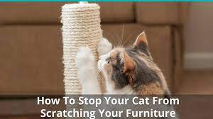Cats scratch furniture for a variety of reasons, including a lack of alternatives. How To Stop Your Cat From Scratching Your Couch And Other Furniture