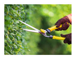 Do it yourself pest control. Top Tucson Landscaping Company Action Yard Tree Services