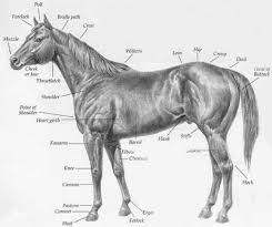 Horse Anatomy Chart Poses Horses Horse Anatomy Horse Facts