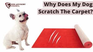 why does my dog scratch the carpet all