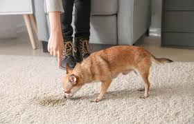 how to clean dog urine from wool rug