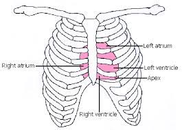 The heart heart is a very important organ which acts as a muscular pump. Positioning Of The Heart