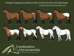 Introduction To Appaloosa Patterns Genetics Good Horse
