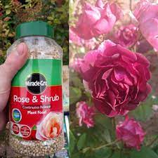 when to fertilize roses the definitive