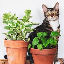 Feline Friendly Houseplants And Flowers