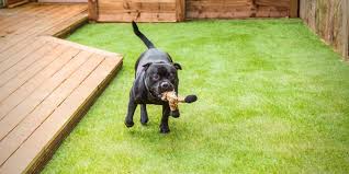 pet turf odor removal does artificial