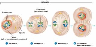 topic 10 1 meiosis amazing world of
