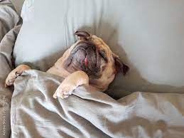 cute pug dog sleep on pillow in the bed