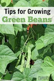 how to grow green beans in your garden