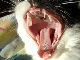 cat health tongue color sneezing