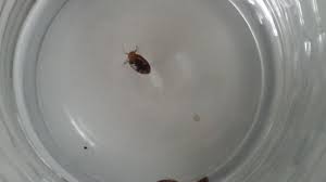how to get rid of bed bugs permanently