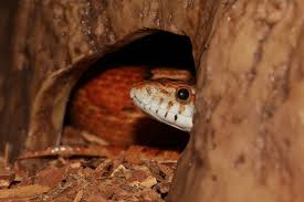 what size tank does a corn snake need
