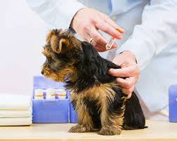 Affordable pet vaccinations in your neighborhood. Dog Puppy Vaccination Schedule Dog Vaccination Costs