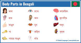 body parts in bengali pinhok ages