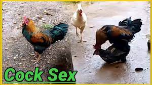 मुर्गा का दबणा मुर्गा मुर्गी सेक्स Murgi Farm murgi palan murgi wala murga  bole kukdu ku Cock Mating - YouTube