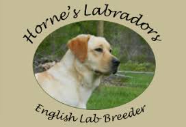 South west florida labs is family owned and operated out of our farm in. Horne S Labrador Breeders Akc British English Lab Puppies Jacksonville Florida Lab Puppies English Lab Puppies Lab Dogs