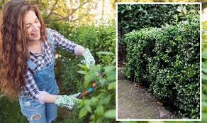 How To Prune Hedges Most Efficient
