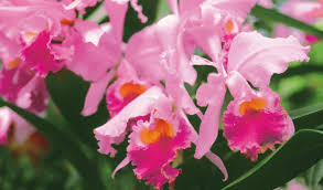 Nama tanaman hias bunga aglaonema dilengkapi gambar karena menurut kami jasa tukang taman surabaya. 35 Macam Tanaman Hias Beserta Contoh Dan Penjelasannya