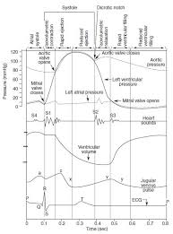 cardiac cycle summary and s