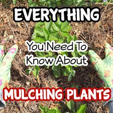 mulching plants everything you need to