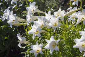 Find the perfect white flower with purple center stock photo. 27 Of The Best Lily Varieties Gardener S Path