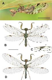 ually dimorphic mantidfly species