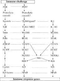 Figure 2 From The Interleukin 1 Receptor Toll Like Receptor