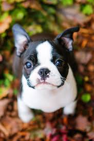 boston terrier puppy turned 12 weeks