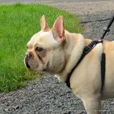 Rare lilac french bulldog breeder of beautiful portland, oregon with french bulldog puppies available for sale as well as stud service. Umpqua Valley Kennels French Bulldogs 139 Umpqua Valley Ln Drain Or 97435