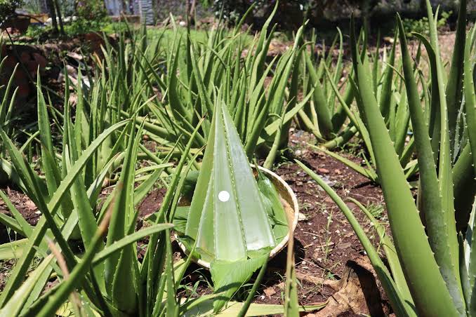 NHA ĐAM/ ALOE VERA - Yuth Farm - Bring you the fruit of pure heart