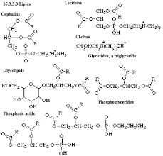 biochemistry of organic functional groups