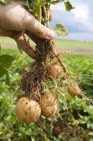 Kartoffeln frühkartoffeln reifen früher, wenn die knollen vorgekeimt werden. Erntezeit Fur Kartoffeln Wann Kann Man Sie Ernten