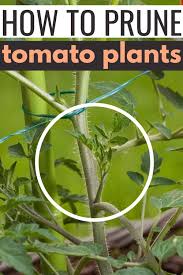 how to prune tomato plants a simple