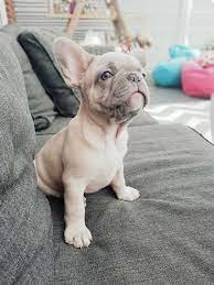 These coat colors on blue dogs are usually a stable gray coat, devoid of any brindle or white markings, mouse, liver, black and tan, black and white and white with black markings. What Is The Rarest French Bulldog Color French Bulldog Victorious Blue Secret Bulldoggs Phoenix Blue French Bulldog Fawn French Bulldog Brindle French Bulldog