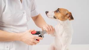 trim your dog s nails