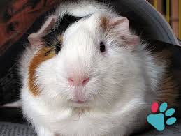 Calculate Guinea Pig Age In Human Years Equivalence